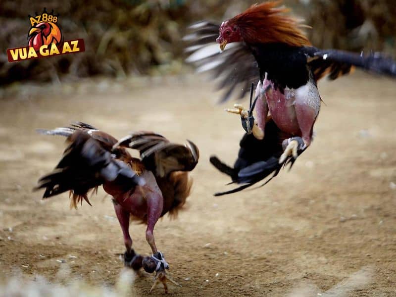 Miễn trách nhiệm đối với trường hợp hủy kết quả trận đấu hoặc vé cược