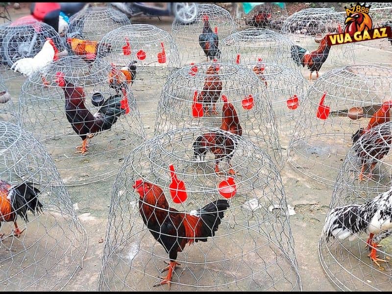 Trại gà đá Thổ Hà - Bắc Giang nhiều anh em săn lùng 
