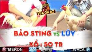 Trận 7 CPC2 09/06/2024 - Mẻ Bướm Hiệu Của Bảo Sting Đá 2 Chân Thắng
