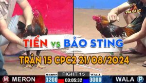 Trận 15 CPC2 21/08/2024 - Gà Bảo Sting Đá Gà Anh Tiến Gục Tại Chỗ