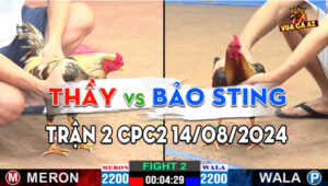 Trận 2 CPC2 14/08/2024 - Gà Bảo Sting Ra Quân Đá Nhanh Gọn