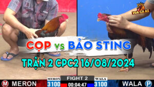 Trận 2 CPC2 16/08/2024 - Bảo Sting Nhận Thất Bại Trước Anh Cọp