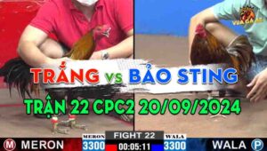 Trận 22 CPC2 20/09/2024 - Gà Anh Bảo Sting Đá Chưa Tới 5 Chân