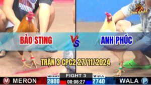 Trận 3 CPC2 27/11/2024 - Anh Bảo Sting Nằm Bên Meron Thì Xác Định