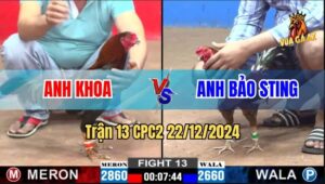 Trận 13 CPC2 22/12/2024 - Gà Bảo Sting Nhẹ Hơn 3 Chấm Hạ Đẹp Đối Thủ