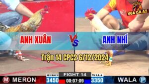 Trận 14 CPC2 6/12/2024 - Gà Anh Xuân Đá Bể Hủ Dầu Gà Anh Nhí