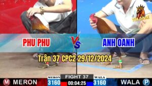Trận 37 CPC2 29/12/2024 - Gà Phu Phu Bị Gà Đối Thủ Đâm Ói Xỉu Tại Chỗ
