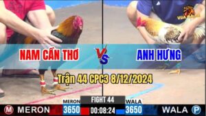 Trận 44 CPC3 8/12/2024 - Gà Camelo Của Anh Hưng Đá Như Con Quái Vật