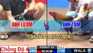 Trận 31 CPC2 11/12/2024 - Chuối Đen Anh Bảo Sting Lên 4 Quá Nhẹ Nhàng