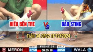 Trận 34 CPC2 11/12/2024 - Ông Hoàng Wala Bảo Sting Tiếp Tục Lụm Lúa