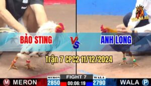 Trận 7 CPC2 11/12/2024  - Gà Bướm Của Bảo Sting Dính Cựa Xỉu Trên Tay