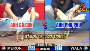 Trận 25 CPC2 22/1/2025 - Gà Anh Bảo Sting Chưa Đá Đã Mang Xác Ra Ngoài