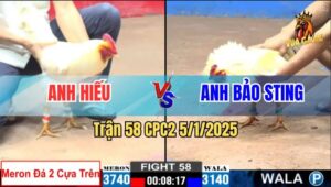 Trận 58 CPC2 5/1/2025 - Gà Anh Hiếu Đá 2 Cây Trên Lụm Luôn Bảo Sting