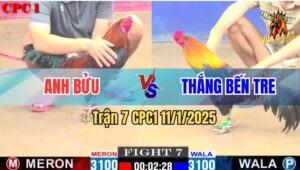 Trận 7 CPC1 11/1/2025 - Gà Que Anh Bửu Hạ Sát Gà Điều Anh Thắng Bến Tre