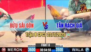 Trận 8 CPC3 23/1/2025 - Gà Anh Tân Rạch Giá Đá Gà Anh Bửu Ho Ra Sting