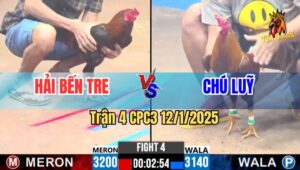 Trận 4 CPC3 12/1/2025 - Gà Khét Vàng Chú Luỹ Đâm Cựa Quá Tàn Bạo