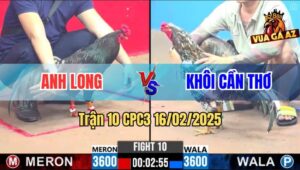 Trận 10 CPC3 16/2/2025 - Gà Điều Anh Long Đá Gà Bông Anh Khôi Như Con