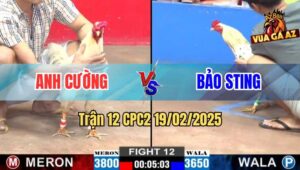 Trận 12 CPC2 19/2/2025 - Bướm Cọp Bảo Sting 1 Cước Định Đoạt Trận Đấu
