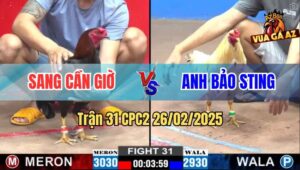 Trận 31 CPC2 26/2/2025 - Que Cọp Cuồng Sát, Bướm Hiệu Tan Xác Tại Chỗ