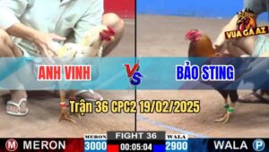 Trận 36 CPC2 19/2/2025 - Gà Điều Bảo Sting Đâm Đối Thủ Không Thở Được