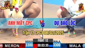 Trận 12 CPC3 8/3/2025 - Điều Xanh Mẻ Hiệu Anh Dự Bảo Lộc Đậm Quá Ác