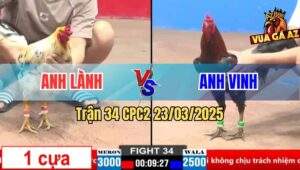 Trận 34 CPC2 23/3/2025 - Gà Anh Lành Chấp Cựa Bị Hạ Qúa Nhẹ Nhàng