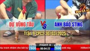 Trận 9 CPC2 30/3/2025 - Úa Hiệu Anh Bảo Sting Đá Gà Bướm Anh Dự Bay Bồ