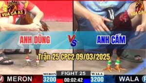 Trận 25 CPC2 9/3/2025 - Gà Que Anh Dũng Sài Gòn 3 Đá Hạ Khét Chú Cấm