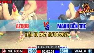 Trận 10 CPC1 10/4/2025 - Gà Bướm AZ888 Bị Điều Cọp Anh Mạnh Đá Gãy Giò