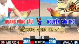 Trận 36 CPC3 22/4/2025 - Gà Anh Nguyên Đâm Gà Anh Quang Kêu Như Cắt Cổ