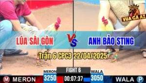 Trận 6 CPC3 22/4/2025 - Gà Anh Lúa Sài Gòn Hạ Đẹp Bướm Hiệu Bảo Sting