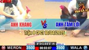 Trận 8 CPC1 10/4/2025 - Gà Úa Cánh Duyên Ti Đâm Cựa Như Cái Máy