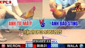 Trận 11 CPC2 9/5/2025 - Khét Cọp Anh Bảo Sting Đá Toàn Đâm Đầu Cần