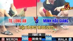 Trận 14 CPC3 18/5/2025 - Gà Chuối Anh Tư Long An Đá Gà Khét Tốc Chạy