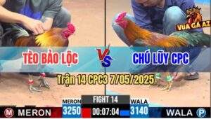 Trận 14 CPC3 7/5/2025 - Điều Cọp Anh Tèo Đá Gà Chú Lũy Đứng Không Nổi