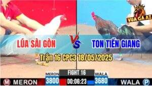 Trận 16 CPC3 18/5/2025 - Gà Úa Anh Lúa Sài Gòn Đâm Cựa Quá Nghiệt
