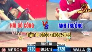 Trận 18 CPC3 31/5/2025 - Gà Que Anh Hải Gò Công Đâm Cựa Bao Dính