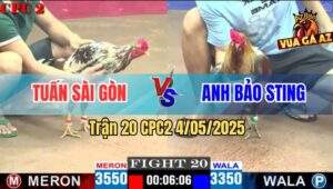 Trận 20 CPC2 4/5/2025 - Gà Xám Bảo Sting Nhờ Thuốc Xịn Phản Kèo Ăn 1