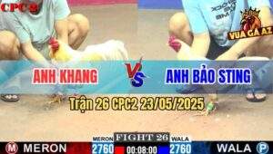 Trận 26 CPC2 23/5/2025 - Úa Hiệu Bảo Sting Gặp Cọp Bị Sút Văng 200