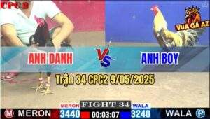 Trận 34 CPC2 9/5/2025 - Gà Điều Anh Danh Bú Khét Sữa Anh Boy Tê Liệt
