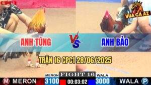 Trận 16 CPC1 28/06/2025 - Điều Nạp 3 Chân Đâm Gà Xám Sách Đuôi Đi Ra