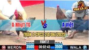 Trận 2 CPC3 24/06/2025 - Gà Anh Nhựt Tiền Giang Có Cựa Quá Nghiệt