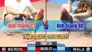 Trận 20 CPC3 29/06/2025 - Gà Giang Bình Dương Thắng Trong Vài Chân