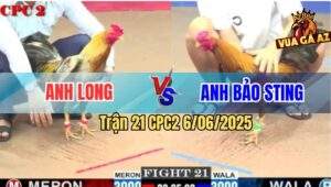 Trận 21 CPC2 6/6/2025 - Gà Xám Anh Long Đâm Khét Cọp Bảo Sting Xì Cơm