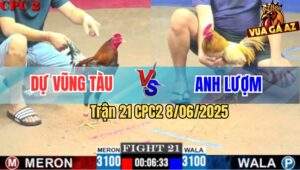 Trận 21 CPC2 8/6/2025 - Gà Điều Anh Dự Vũng Tàu Đâm Cựa Như Chỉa