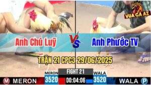 Trận 21 CPC3 29/06/2025 - Gà Chú Luỹ Đá Đòn Cựa Quá Hiểm