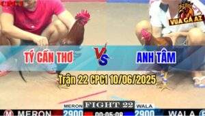 Trận 22 CPC1 10/6/2025 - Gà Anh Tâm Đá Tăng 1 Đối Thủ Đập Cánh Chết