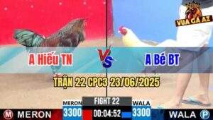 Trận 22 CPC3 23/06/2025 - Gà Điều Anh Hiếu Tây Ninh Đá Cựa Quá Nghiệt