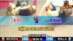 Trận 29 CPC1 26/06/2025 - Gà Anh Xuân Đá Gãy Chân Đối Thủ