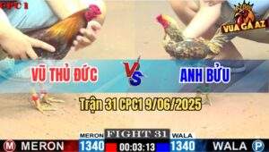 Trận 31 CPC1 9/6/2025 - Gà Mái Lại Anh Bửu Đá Gà Anh Vũ Chạy Quanh Bồ